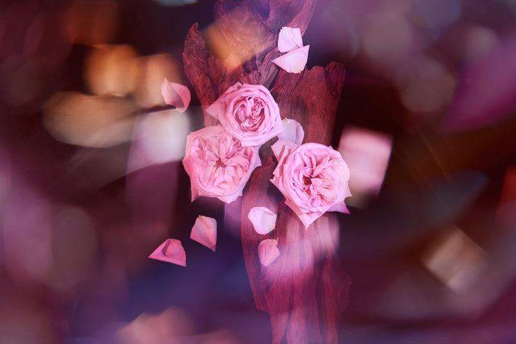 Oudgasm Rose Oud 16 50 ml For Unisex | EDP | KAYALI