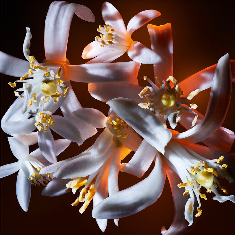 Libre Flowers & Flames for Women | EDP | YSL